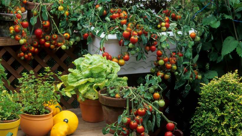 Balcony Vege Gardening Sub Niche