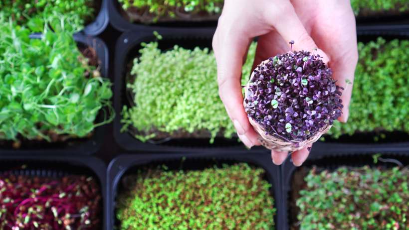 Gardening Niche for blogging - microgreens