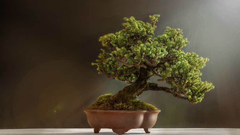 Bonsai Indoor Gardening Niche