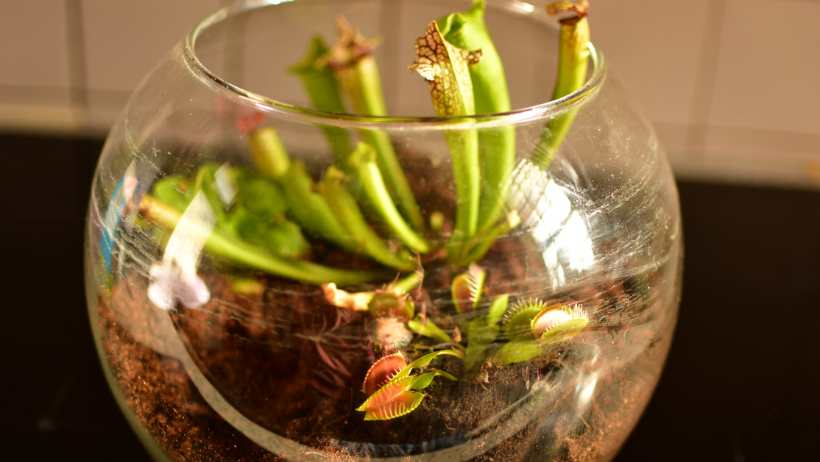 Carnivorous plant bowl