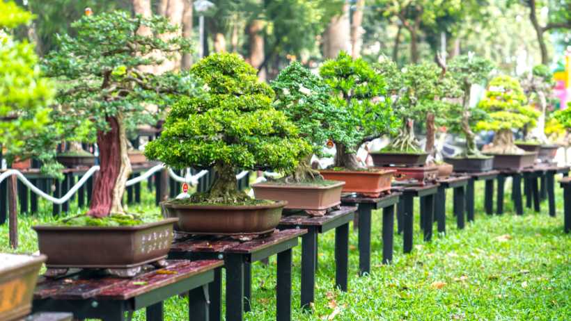 How to Start a Gardening Blog - bonsai