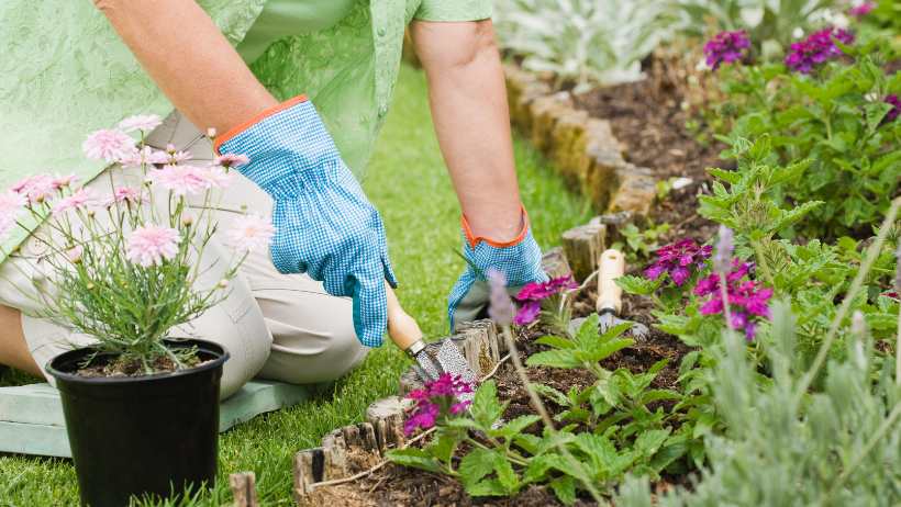 How to Start a Gardening Blog