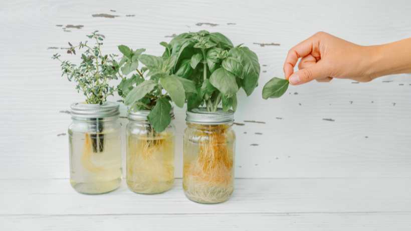 Hydroponics Kratky Jar System