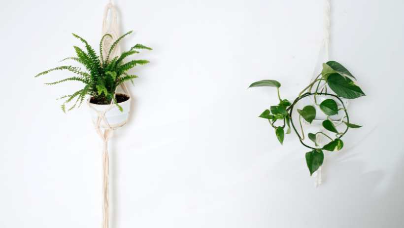 Indoor Wall Planters