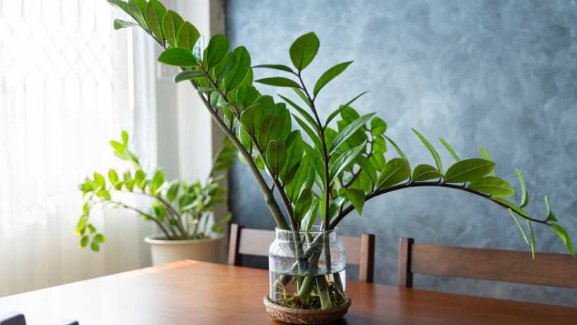 ZZ Plant - sub niches for indoor gardening