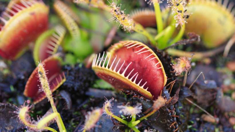 Carnivorous plant for indoor gardening